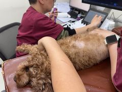 -美联众合动物医院·24h京西诊疗中心