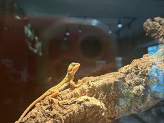 -酷以爬仙阁实体爬宠店·守宫·蜥蜴·专业繁育