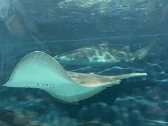 -上海海洋水族馆