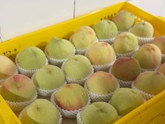 -老袁家蜜桃农场·阳山水蜜桃