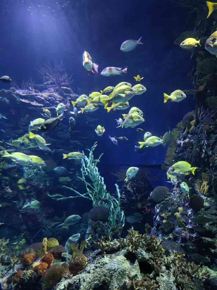 上海长风海洋世界-"带孩子去的 蛮好的.值得推荐.上海特色..."-大众点