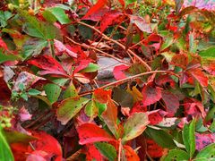 -北京十三陵国家森林公园蟒山景区