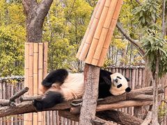 -成都大熊猫繁育研究基地