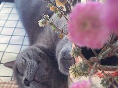 -海边的猫和咖啡馆