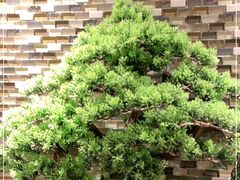 -泰山宝盛大酒店·八珍轩自助餐