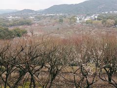 -香雪海