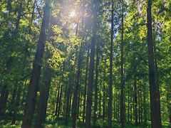 -黄海国家森林公园