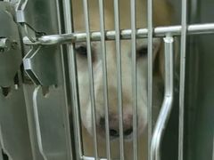 -佳雯宠物医院·皮肤科·内外科(春晓路分院)