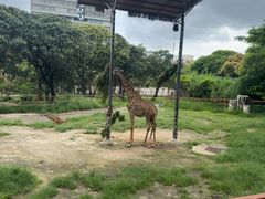 -深圳野生动物园