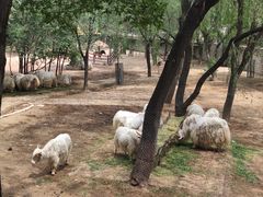 -石家庄市动物园