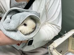 -北京观赏动物医院·24小时大型综合·猫专科·异宠专科