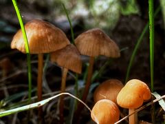 -洨河生态公园