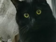 -纳吉亚猫专科动物诊疗中心(蒋宅口分院)