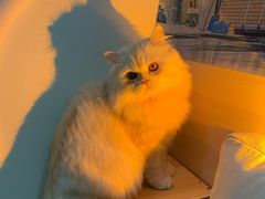 -屋虎猫馆(宝安大仟里店)