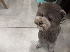 -帕帕拉兹宠物(亚洲旗舰店)