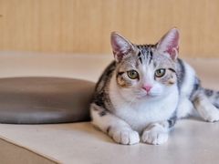 -飞行喵MR PILOT|猫舍·猫咖(静安大融城店)