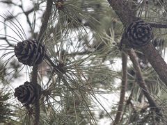 -北京大学(昌平校区)