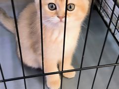 -曲阳花鸟市场(曲阳路店)