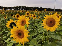 -海上花岛玫瑰园采摘