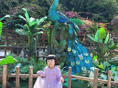 -西双版纳原始森林公园