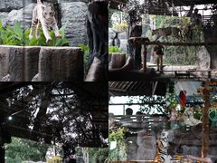 -清迈夜间动物园