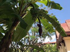 -西双版纳融创皇冠假日度假酒店