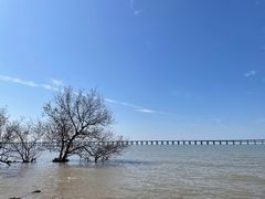 -宝安西湾红树林湿地公园