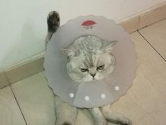 -北京博爱动物医院有限公司