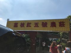 门面-荔枝红五号农庄