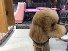 -FAELING PETS美天灵宠物(富力广场店)