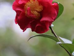 -中国科学院华南植物园