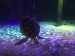 -暹罗海洋世界