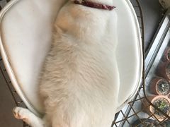 -有猫主题·治愈系猫咖(曾厝垵店)