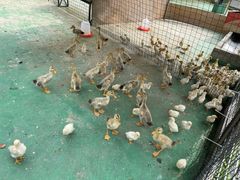 -前小桔亲子创意农场·草莓采摘·露营烧烤