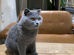 -藏猫猫咖啡主题馆(中央大道店)