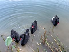 -广州白江湖森林公园