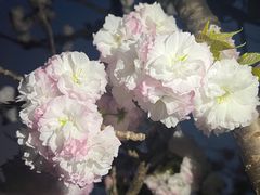 -高东镇樱花园