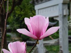 -深圳国际园林花卉博览园