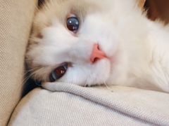 -宠爱国际动物医院·消化内科·心肾内科·ISFM猫友好(望京店)