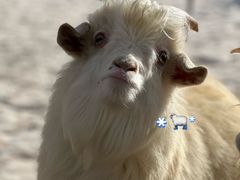 -新疆天山野生动物园