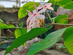 -北京植物园-展览温室