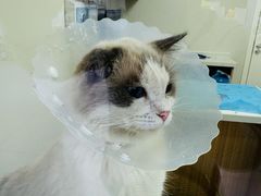 -达爱动物医院·犬猫分区·CT·复杂眼科(远洋山水分院)