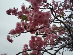 -天适樱花悠乐园