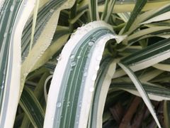 -贵阳市花溪国家城市湿地公园