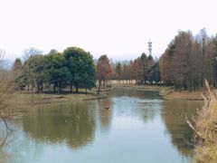 -东平国家森林公园