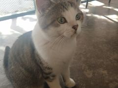 -喵屿·大理花园猫咖