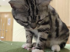 -猫和宫(六道口店)