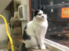 -猫咪博物馆(顶澳仔猫街店)