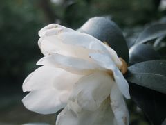 -金花茶公园