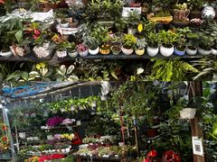 -青石桥花鸟鱼虫市场(叠翠城店)